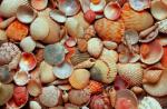 sea shellsimages