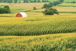 Corn grows near a barn . MADATORY CREDIT Ken Kashian